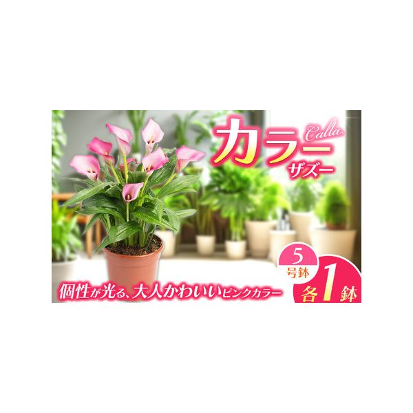 ■ 容量　1鉢■ 配送について　4月下旬から5月上旬頃に発送いたします。　※こちらの返礼品は北海道・九州・沖縄・離島にはお届けできません。　タイプ：【常温】