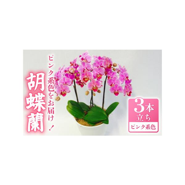 ■ 容量　ミディ胡蝶蘭　5.5号3本立ち 1鉢 (ピンク系)　　高さ：約45-55cm　横幅：約15-25cm　※お花の大きさは個体差があります。■ 配送について　お申し込み後1?2週間程度で順次発送予定　※離島、北海道にはお届けできません...