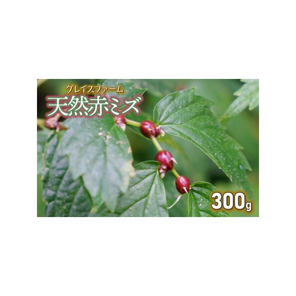 ■ 容量　天然赤ミズの実（山菜）300g　　【賞味（消費）期限】　収穫後4日　※到着後は冷蔵庫で保管し、お早めにお召し上がりください。　　【提供事業者】グレイスファーム■ 配送について　【申込期限】令和8年9月15日までご入金ください。　　...