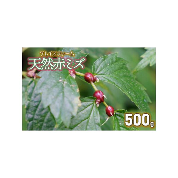 ■ 容量　天然赤ミズの実（山菜）500g　　【賞味（消費）期限】　発送日より4日　※到着後は冷蔵庫で保管し、お早めにお召し上がりください。　　【提供事業者】グレイスファーム■ 配送について　【申込期限】令和8年9月15日までご入金ください。...