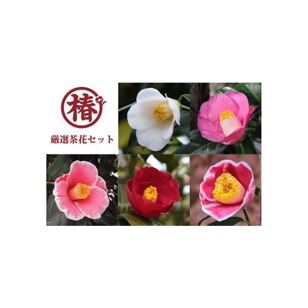 ■ 容量　椿苗5本　鉢底から50cm〜100cm　原産国／製造国：日本■ 配送について　寄附ご入金後、３〜５営業日以内に発送いたします。　タイプ：【常温】