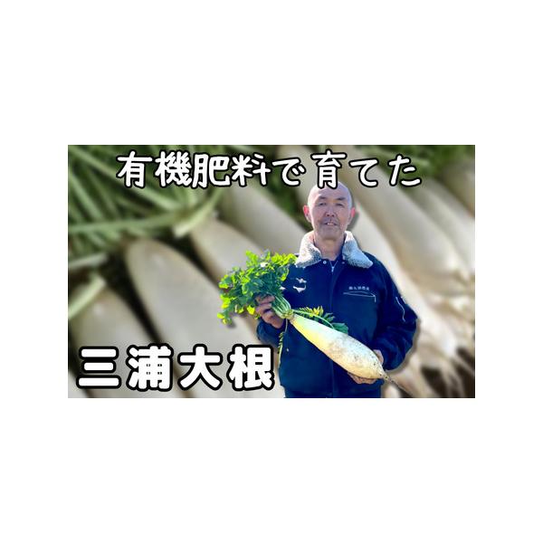 ■ 容量　三浦大根 3本〜5本（サイズによって本数が異なります）　---------------------------------------------------　【原材料名】　大根　　【該当するアレルギー特定原材料等】　特定原材料8...