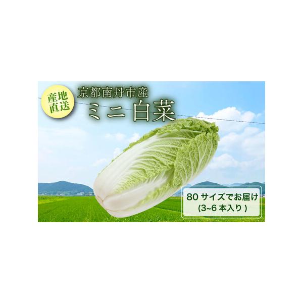 ■ 容量　80サイズ (3〜6本入り)　※白菜のサイズにより、お届け本数にばらつきがございます。■ 配送について　12月以降順次発送いたします。　※北海道・沖縄・離島へはお届けできません　タイプ：【冷蔵】