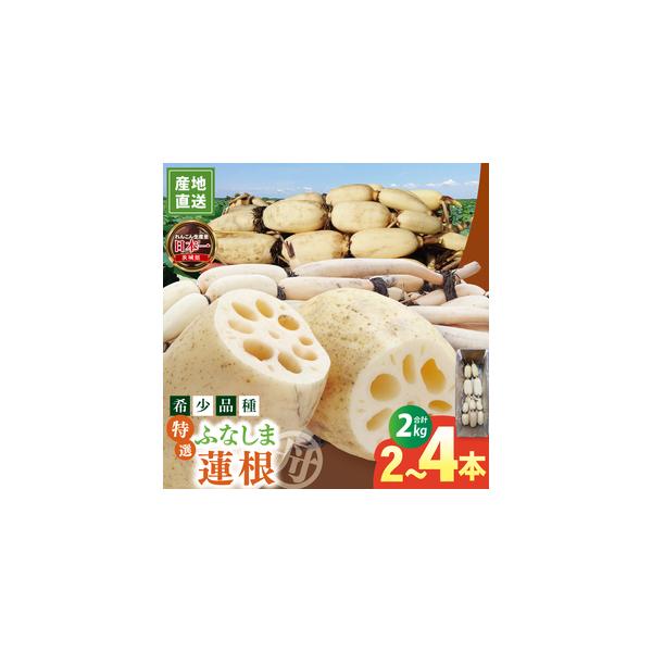 ■ 容量　【特選】ふなしま蓮根（2kg箱）2本〜4本　■ 配送について　ご入金確認後、2週間程度で順次発送いたします。　[発送可能期間 2026年3月20まで]　　タイプ：【冷蔵】