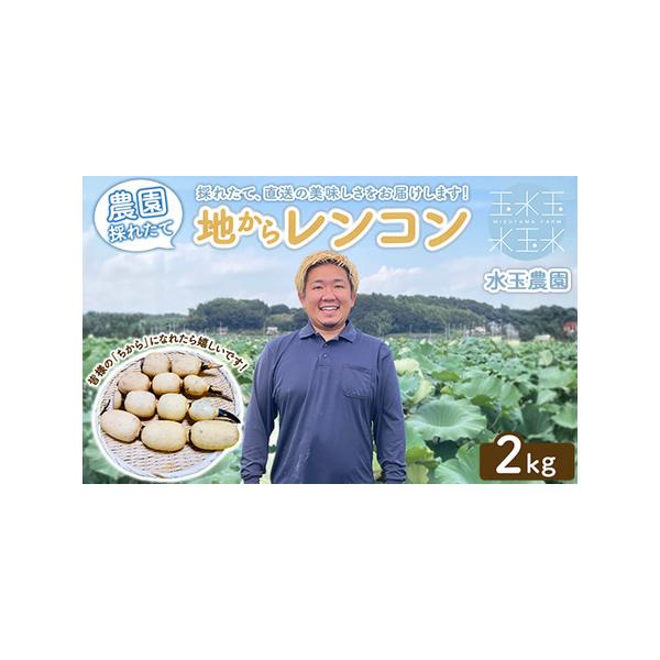 ■ 容量　レンコン2kg■ 配送について　14日以内に発送いたします　タイプ：【常温】