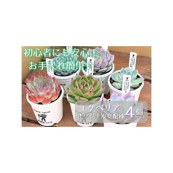 ■ 容量　4個（ポットの直径：6cm〜9cm）　※種類をお選びいただくことはできません。■ 配送について　10月〜5月にお申し込みの場合／寄付納入確認後、1ヶ月以内に発送します。　6月〜9月にお申し込みの場合／寄付納入確認後、10月より順次...