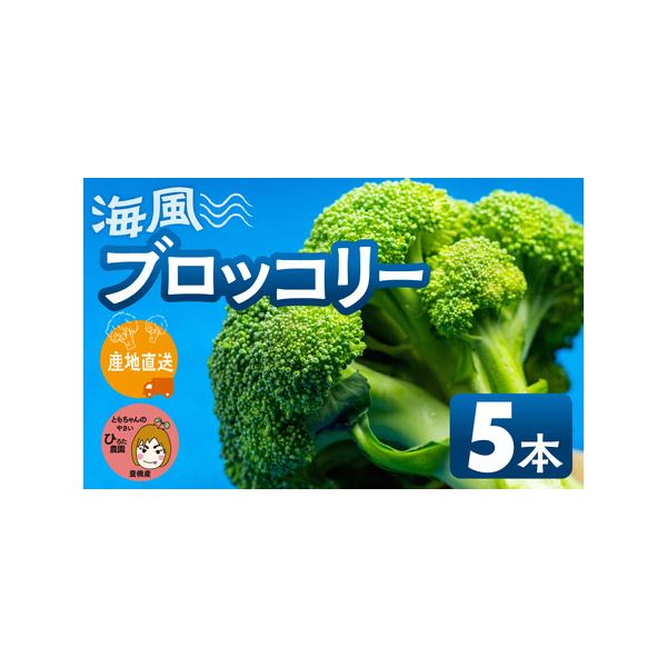 ■ 容量　ブロッコリー　 5本　　期限：賞味期限は発送日から４日間　※生鮮食品のため、お早めにお召し上がり下さい■ 配送について　発送時期／11月〜3月ごろを予定しております。　※お届け期間は生育状況により多少の変動があります。　※生育の状...