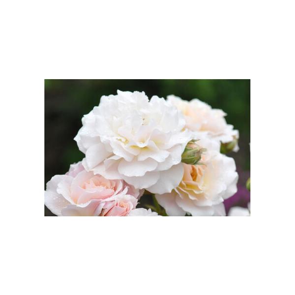 ■ 容量　6号鉢入り苗　1株　原産国／製造国：日本■ 配送について　2026年4月20日より順次発送開始いたします。　【受付期間】　〜2026年4月20日　タイプ：【常温】