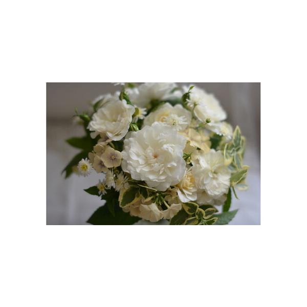 ■ 容量　6号鉢入り苗　1株　原産国／製造国：日本　開花時期：四季■ 配送について　2026年4月20日より順次発送開始いたします。　【受付期間】　〜2026年4月20日　タイプ：【常温】