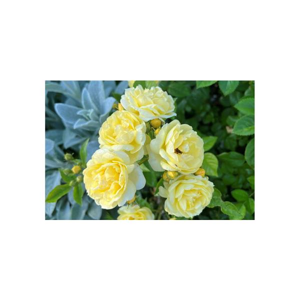 ■ 容量　6号鉢入り苗　1株　原産国／製造国：日本　開花時期：四季■ 配送について　2026年4月20日より順次発送開始いたします。　【受付期間】　〜2026年4月20日　タイプ：【常温】