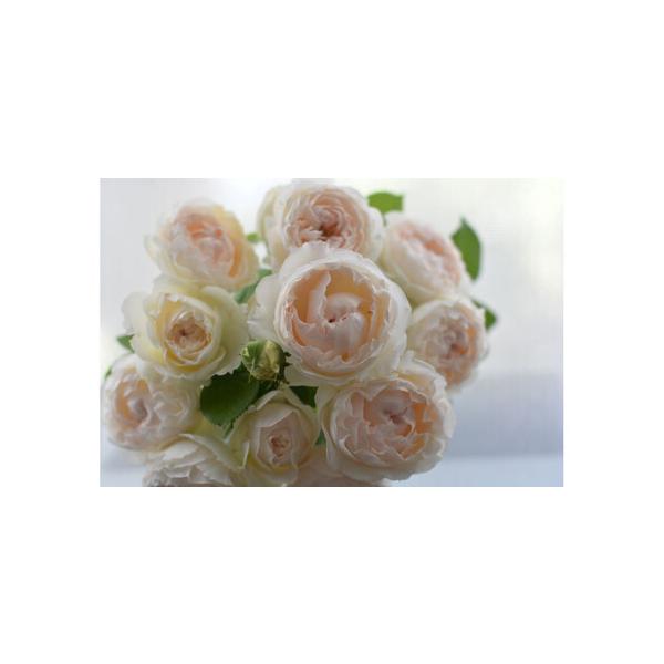 ■ 容量　6号鉢入り苗　1株　原産国／製造国：日本　開花時期：四季■ 配送について　2026年4月20日より順次発送開始いたします。　【受付期間】　〜2026年4月20日　タイプ：【常温】