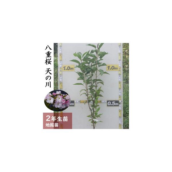 ■ 容量　サクラ(桜) 天の川(アマノガワ)[地掘苗 2024年] 1苗■ 配送について　2025年11月中旬〜2026年4月下旬頃に順次発送予定