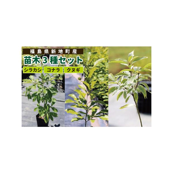 ■ 容量　苗木３種を各１本■ 配送について　沖縄・離島は配送不可　タイプ：【常温】