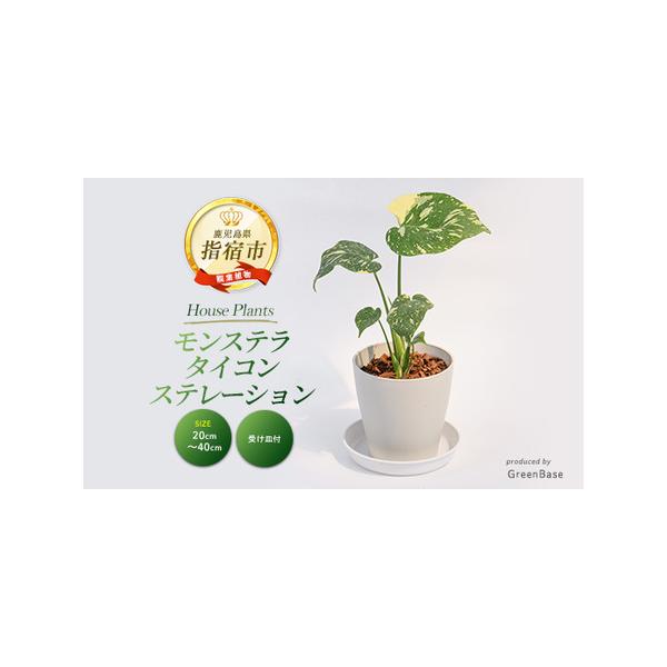 ■ 容量　モンステラ・タイコンステレーション：1点　高さ(鉢底から)：20cm〜40cm　生育地:鹿児島県指宿市　　【鉢サイズ】　高さ：15cm　鉢上部の直径：15cm　プラスチック鉢(受け皿付き)■ 配送について　■受付期間：通年申込を受...