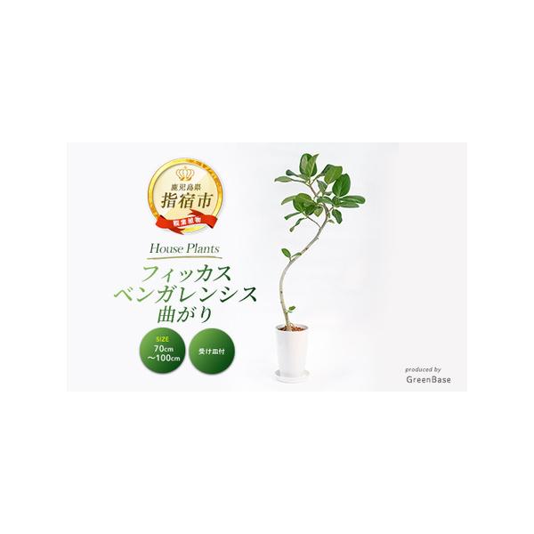 ■ 容量　フィッカス・ベンガレンシス(曲がり)：1点　高さ(鉢底から)：70cm〜100m　生育地:鹿児島県指宿市　　【鉢サイズ】　高さ：25.5cm　鉢上部の直径：16.5cm　プラスチック鉢(受け皿付き)■ 配送について　■受付期間　通...