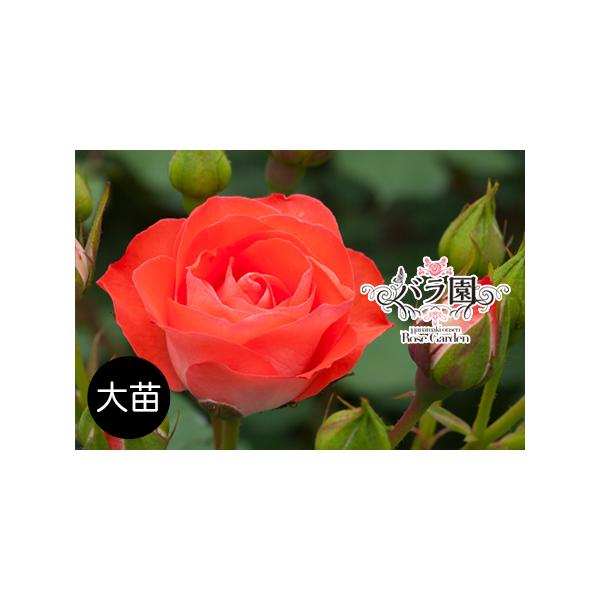 ■ 容量　【内容量】大苗1本（約50〜90cm）　　　　■ 配送について　【発送期日】入金確認後から5営業日程度で発送　※11月〜2月は予約期間　タイプ：【常温】