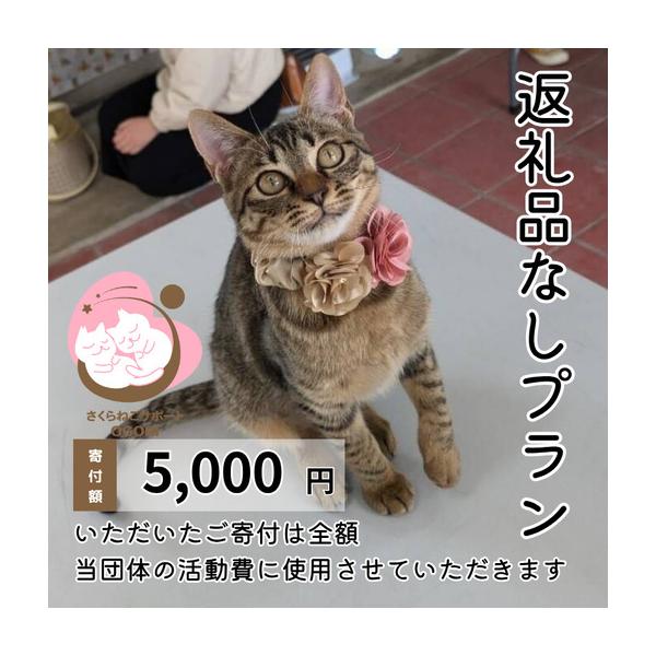 ふるさと納税 保護猫活動を応援！ 返礼品無し 5,000円（お礼状送付） 保護猫 福岡県小郡市