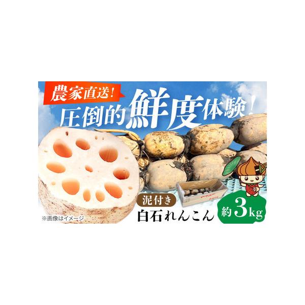 ■ 容量　れんこん（泥付き）　約3kg　　タイプ：【冷蔵】
