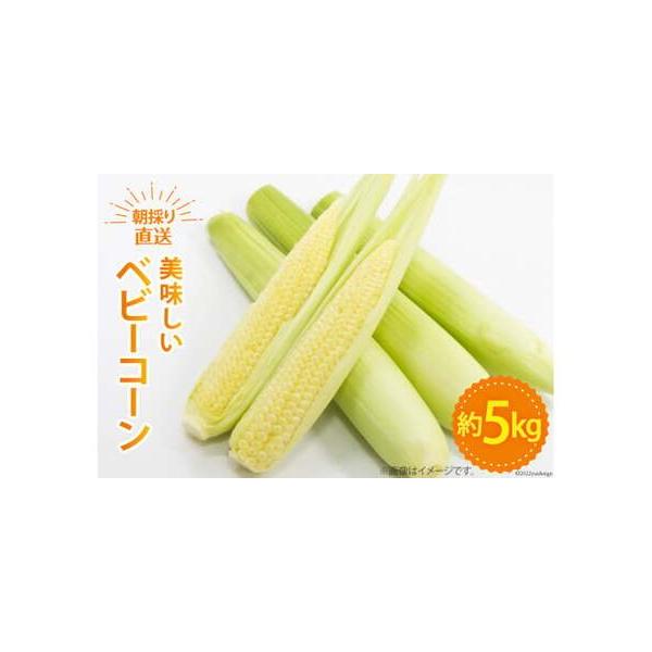 ■ 容量　約5kg　※Mサイズ（1本あたり60?79g）の場合：70?80本程　※Lサイズ（1本あたり80?110g）の場合：50〜60本程■ 配送について　2026年5月上旬〜6月上旬発送予定　※天候や発送状況により多少前後する場合がござ...