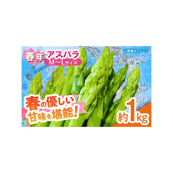 ■ 容量　アスパラガス 春芽（M〜Lサイズ） 約1kg 　■ 配送について　【2026年】ご入金確認後、3月上旬〜6月上旬にかけて順次発送いたします。　※天候不順により、予告なく発送が前後する場合がございます。　タイプ：【冷蔵】