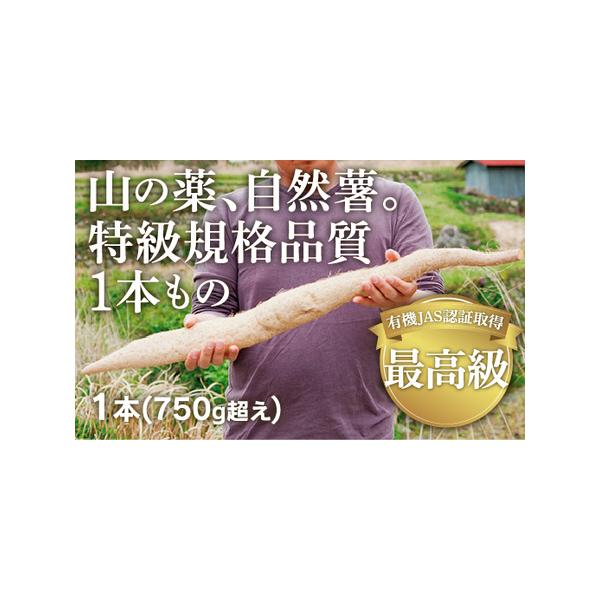 ■ 容量　有機JAS認証取得　A級規格品　土井志則の自然薯　1本(750g超)　1本ずつ丁寧に育てた自然薯を産地直送でお届けします。■ 配送について　入金確認後、12月下旬頃から順次発送。 　タイプ：【冷蔵】【ギフト】【のし】