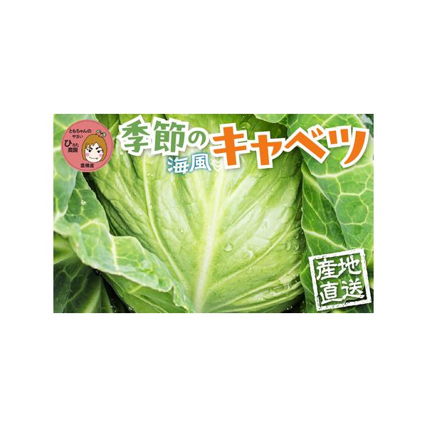 ■ 容量　旬のキャベツ　【選べる玉数】　・6玉　　【お届け回数】　・1回■ 配送について　発送時期／11月〜5月ごろを予定しております。　※お届け期間は生育状況により多少の変動があります。　※成育の状況によりお届けまでお時間をいただく場合も...