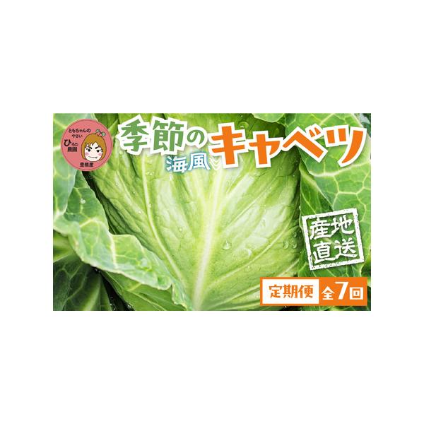 ■ 容量　旬のキャベツ　【選べる玉数】　・12玉　　【お届け回数】　・7回定期便(11〜5月)■ 配送について　発送時期／11月〜5月ごろを予定しております。　※お届け期間は生育状況により多少の変動があります。　※成育の状況によりお届けまで...