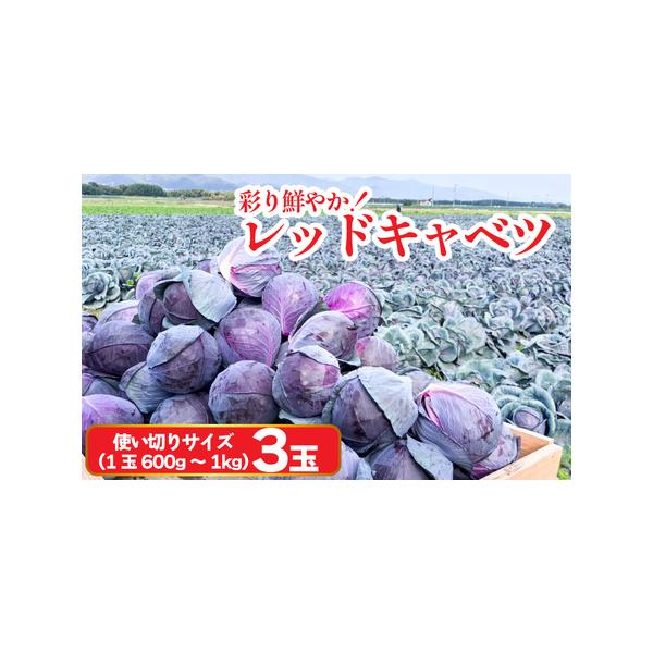 ■ 容量　使い切りサイズ　3玉（1玉600g?1kg）■ 配送について　入金確認後、2025年11月下旬から2026年1月下旬頃まで順次発送いたします。　※北海道・沖縄・離島への配送は出来ません。　※天候等の影響により、出荷時期が前後する可...