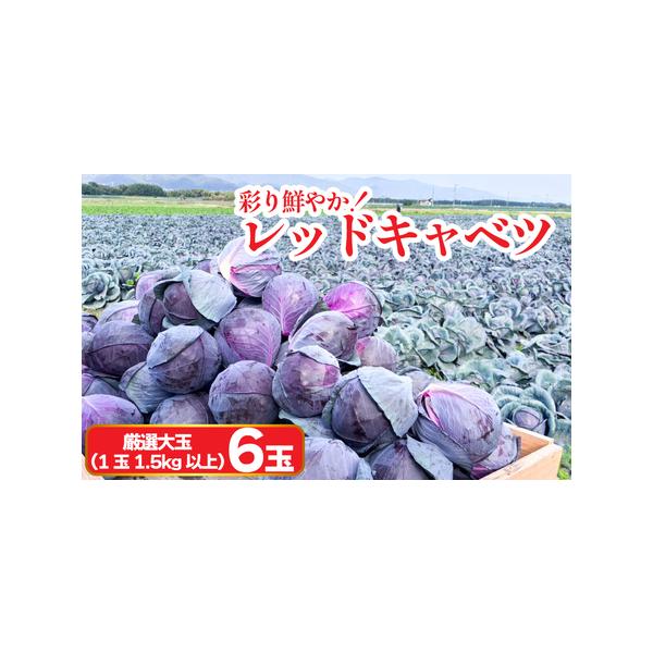 ■ 容量　厳選大玉　6玉（1玉1.5kg以上）■ 配送について　入金確認後、2025年11月下旬から2026年1月下旬頃まで順次発送いたします。　※北海道・沖縄・離島への配送は出来ません。　※天候等の影響により、出荷時期が前後する可能性がご...