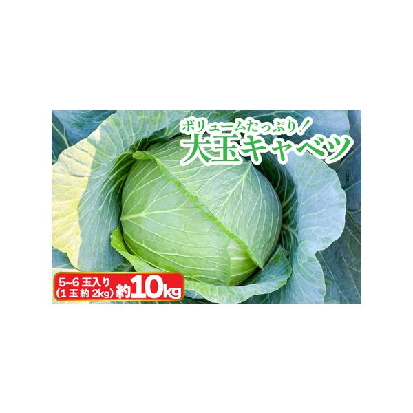 ■ 容量　大玉キャベツ 約10kg（5〜6玉入り）■ 配送について　入金確認後、2025年12月上旬から2026年3月下旬頃まで順次発送いたします。　※北海道・沖縄・離島への配送は出来ません。　※天候等の影響により、出荷時期が前後する可能性...
