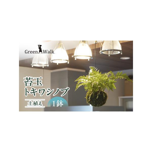 ■ 容量　トキワシノブ 1鉢　苔玉：直径約12cm　植物の高さ：苔玉含め約20-25cm前後■ 配送について　ご入金確認から2週間〜2カ月程度　※以下の期間、地域は発送不可となりますのでご了承ください。発送可となった時点で速やかにお送りいた...