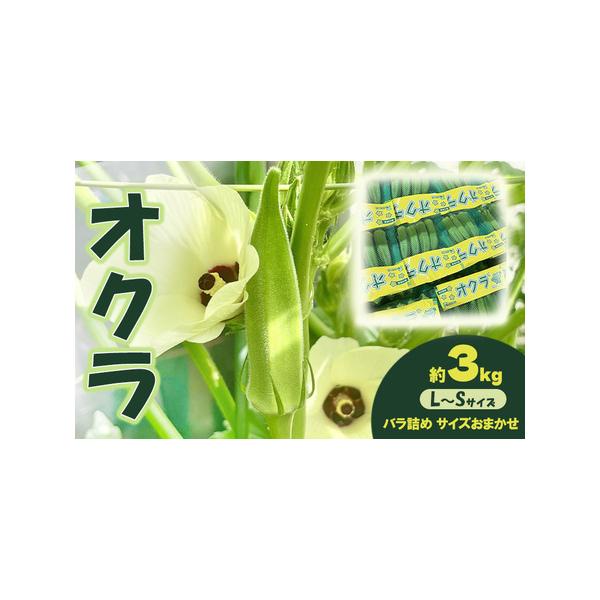 ■ 容量　約3kgバラ詰め（サイズおかませ）　※香川県産　■ 配送について　2026年7月22日〜10月10日　　タイプ：【冷蔵】