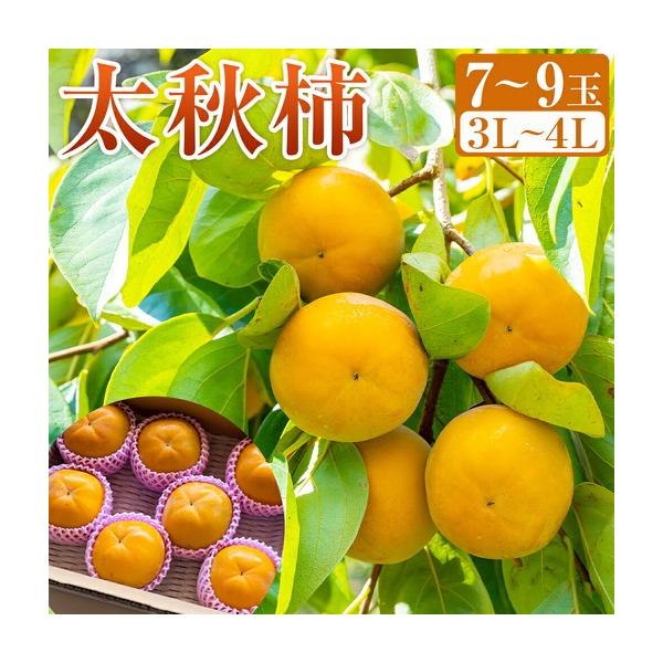 ふるさと納税 【先行予約】 三浦農園 太秋柿 7玉から9玉 （3Lから4L） 【2026年10月上旬から10月下旬 出荷予定】 柿 かき カキ 太秋 たいしゅ.. 福岡県うきは市