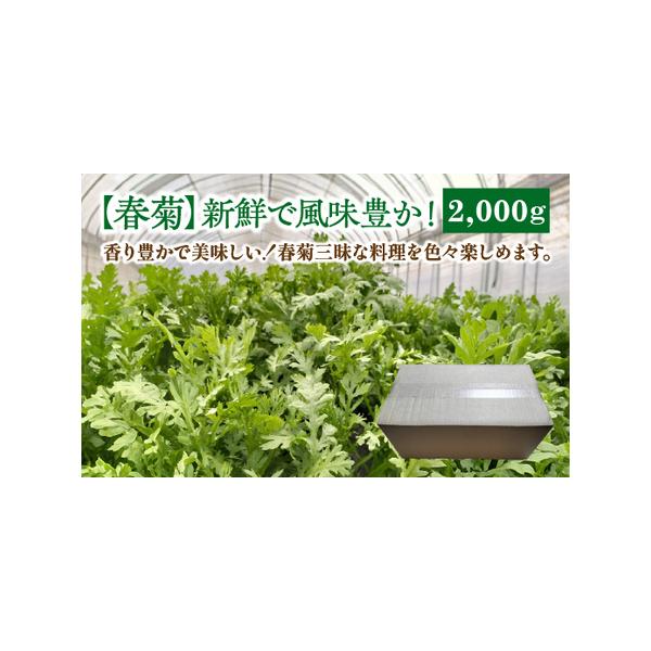 ■ 容量　春菊　約2000g■ 配送について　ご注文確認後、収穫後より順次発送。収穫期間は3週間以内に順次発送。　　【収穫目安】　11月頃〜4月頃まで　※気候により変動致します。　※ＧＷ、お盆、年末年始等の長期休暇のため、発送が遅れる場合が...