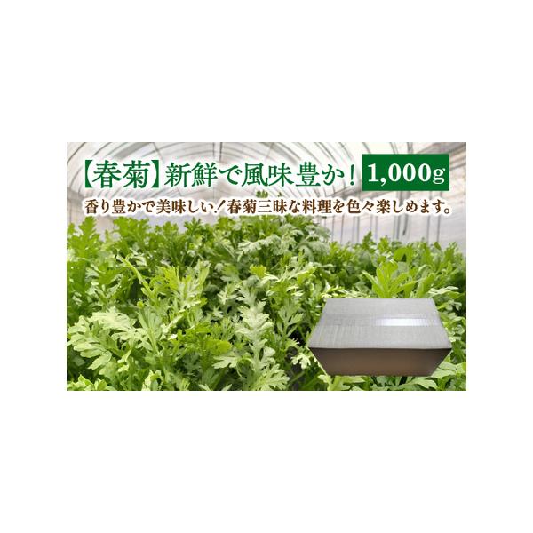 ■ 容量　春菊　約1000g■ 配送について　ご注文確認後、収穫後より順次発送。収穫期間は3週間以内に順次発送。　　【収穫目安】　11月頃〜4月頃まで　※気候により変動致します。　※ＧＷ、お盆、年末年始等の長期休暇のため、発送が遅れる場合が...