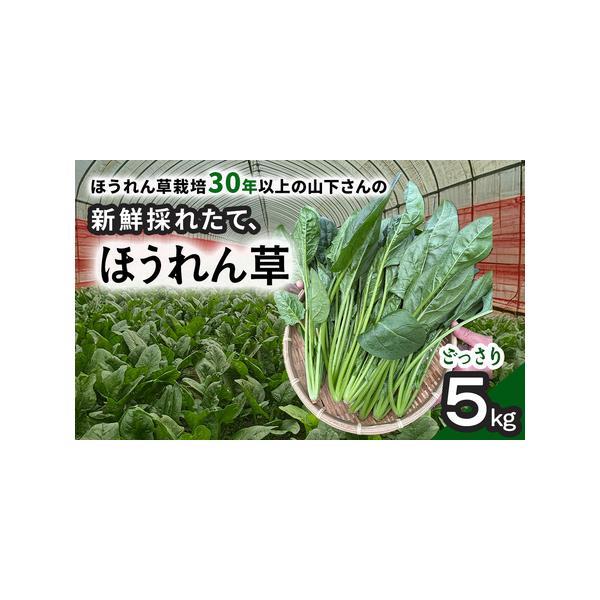 ■ 容量　ほうれん草1箱5kg（200g×25束）■ 配送について　配送不可地域：離島（沖縄含む）　時間指定：否　日付指定：否　タイプ：【冷蔵】