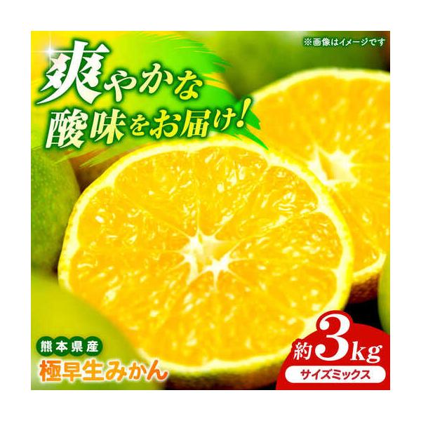 【先行予約】 極早生みかん 2S-2L 約3kg みかん 蜜柑 柑橘 フルーツ 果物 【日本フルーツ株式会社】【ZFJ053】 熊本県山鹿市