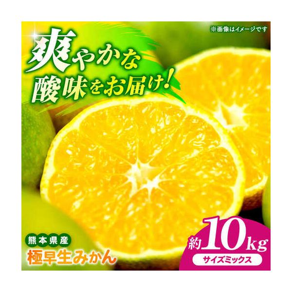 【先行予約】 極早生みかん 2S-2L 約10kg みかん 蜜柑 柑橘 フルーツ 果物 【日本フルーツ株式会社】【ZFJ055】 熊本県山鹿市