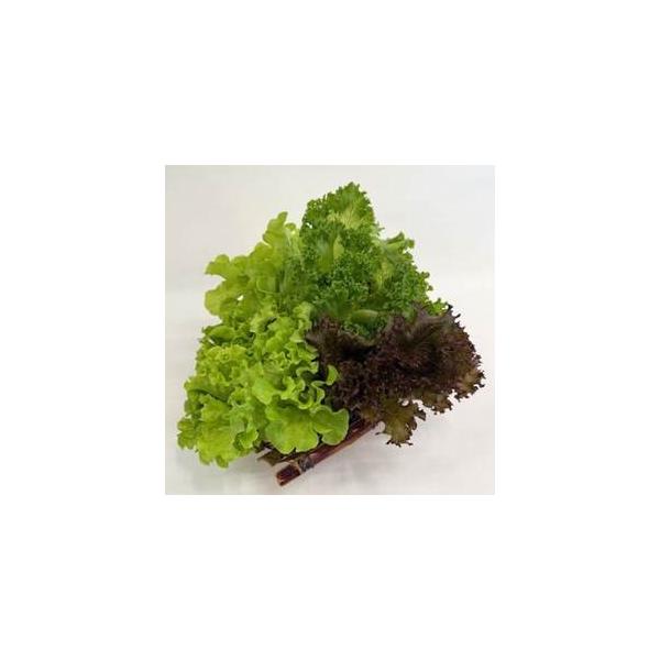 ■ 容量　※上記に記載■ 配送について　2026年1月より順次発送　タイプ：【冷蔵】