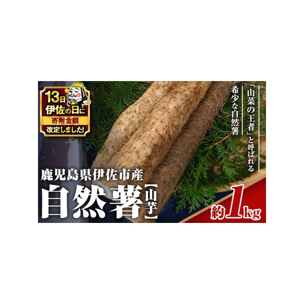 ■ 容量　鹿児島県伊佐市産 自然薯：約1kg(カット)■ 配送について　2026年1月より順次発送予定　タイプ：【冷蔵】
