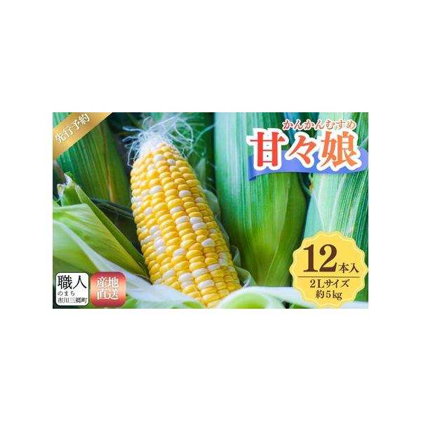 ■ 容量　【容量】　甘々娘（とうもろこし）　２Lサイズ　12本入り　　【賞味期限】　ご到着後はお早めにお召し上がりください。■ 配送について　2026年6月上旬から順次発送予定　タイプ：【冷蔵】