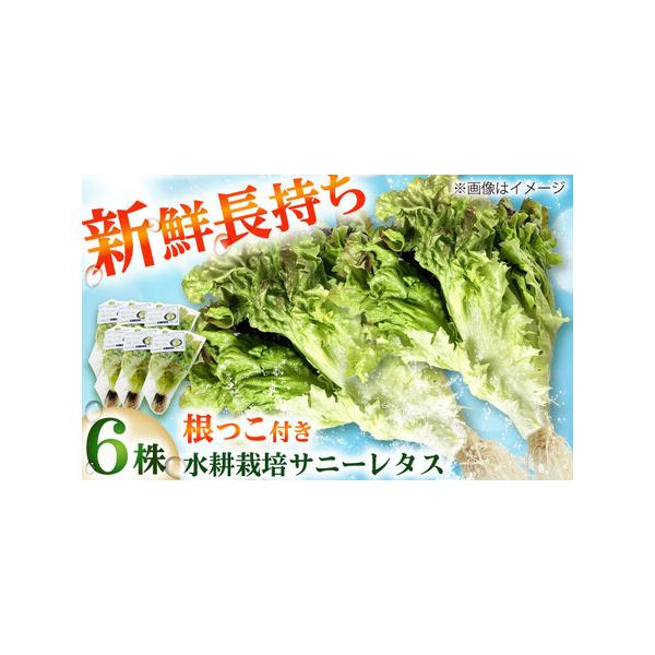 ■ 容量　サニーレタス：6株■ 配送について　寄附ご入金確認後、1週間前後　　ギフトご希望の際は備考欄にご記入ください。　タイプ：【常温】【ギフト】