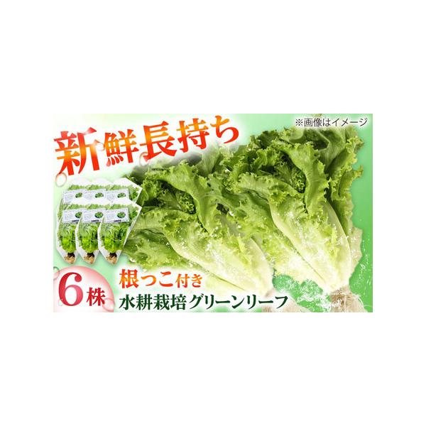 ■ 容量　グリーンリーフ：6株■ 配送について　寄附ご入金確認後、1週間前後　　ギフトご希望の際は備考欄にご記入ください。　タイプ：【常温】【ギフト】