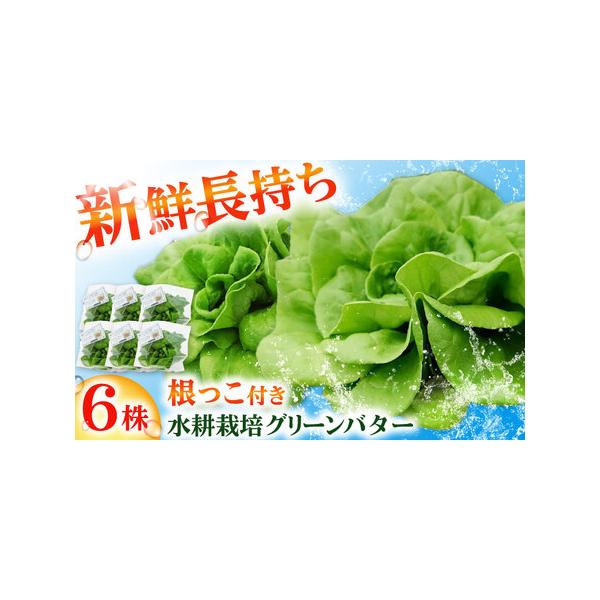 ■ 容量　グリーンバター：6株■ 配送について　入金確認後、１週間前後　　ギフトご希望の際は備考欄にご記入ください。　タイプ：【常温】【ギフト】