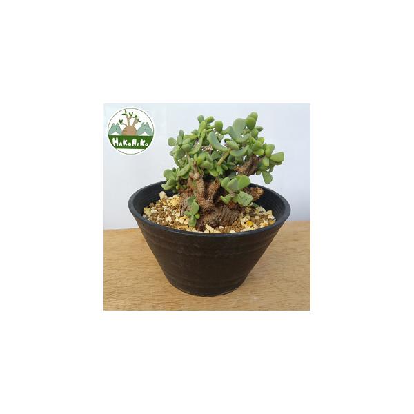 ■ 容量　■名称：ケラリア・ピグマエア (発根管理済)　　■内容量：1鉢　　■サイズ　- 樹の高さ：約17cm　- 幹幅：約8cm　- 鉢(直径)：約18cm■ 配送について　決済完了後、1週間から2週間程度で発送。　　※年末年始・ゴールデ...