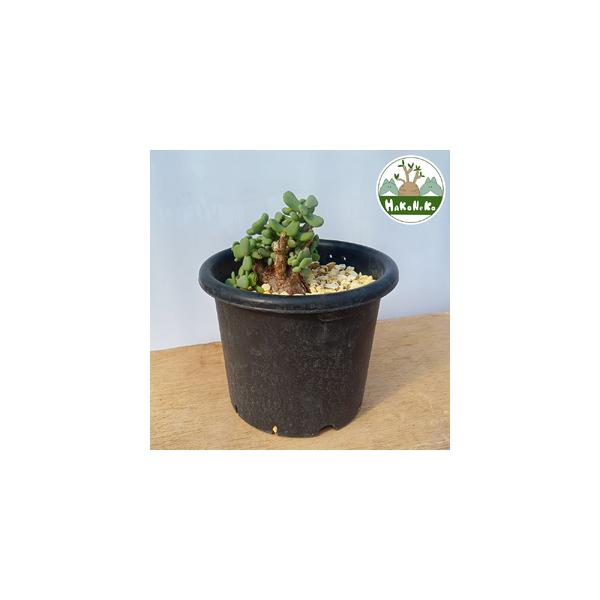 ■ 容量　■名称：ケラリア・ピグマエア (発根管理済)　　■内容量：1鉢　　■サイズ　- 樹の高さ：約18cm　- 幹幅：約4cm　- 鉢(直径)：約15cm■ 配送について　決済完了後、1週間から2週間程度で発送。　　※年末年始・ゴールデ...