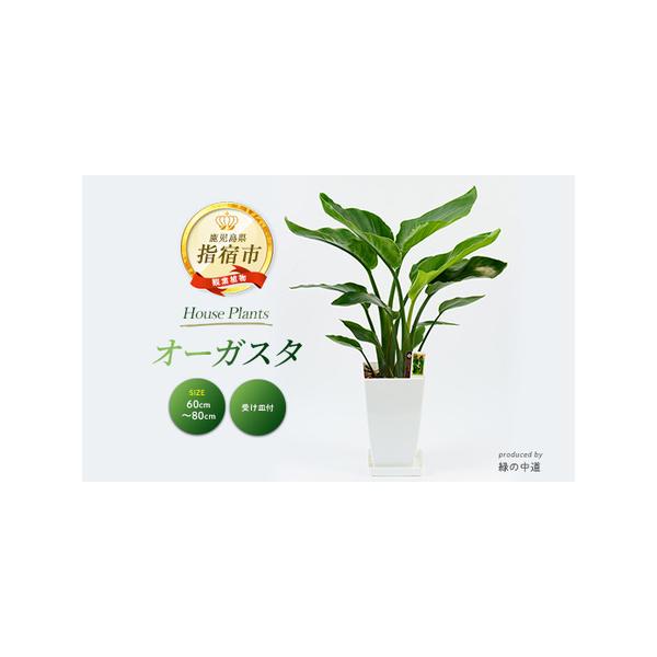 ふるさと納税 観葉植物 オーガスタ 60cm〜80cm 緑の中道 IB067-003 観葉植物 観葉植物 鹿児島県指宿市
