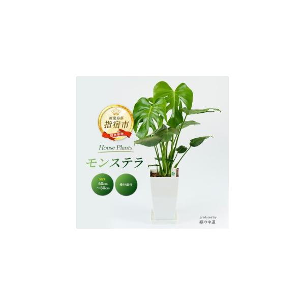 ふるさと納税 【観葉植物】モンステラ 緑の中道 IB067-006  観葉植物 ※北海道・沖縄・離島配送不可 鹿児島県指宿市
