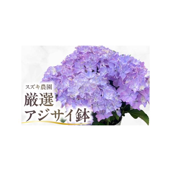 ■ 容量　容量 アジサイ（５号鉢）　１鉢　おまかせ　消費期限 約１か月（管理方法や環境によって鑑賞期間が異なります）■ 配送について　発送期日 4月20日〜5月30日　期間中は、ご入金確認後2週間〜1ヶ月程度で発送いたします。　　※沖縄、離...