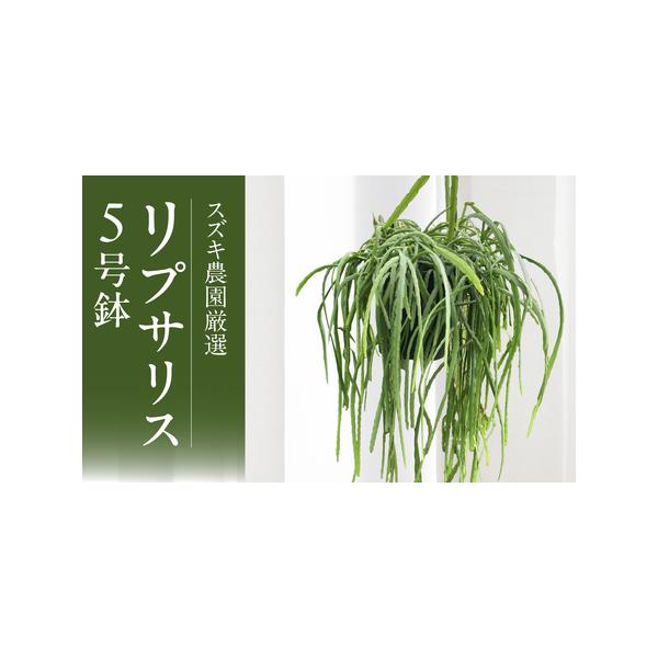 ■ 容量　容量 リプサリス（５号鉢）おまかせ　消費期限 環境により異なりますが、植え替えをしながら数年生育できます。■ 配送について　ご入金確認後、2週間〜1ヶ月程度で発送いたします。　※シーズン中でも開花状況によって発送が遅れる場合があり...